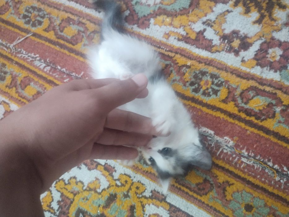 Продаются котята породистые