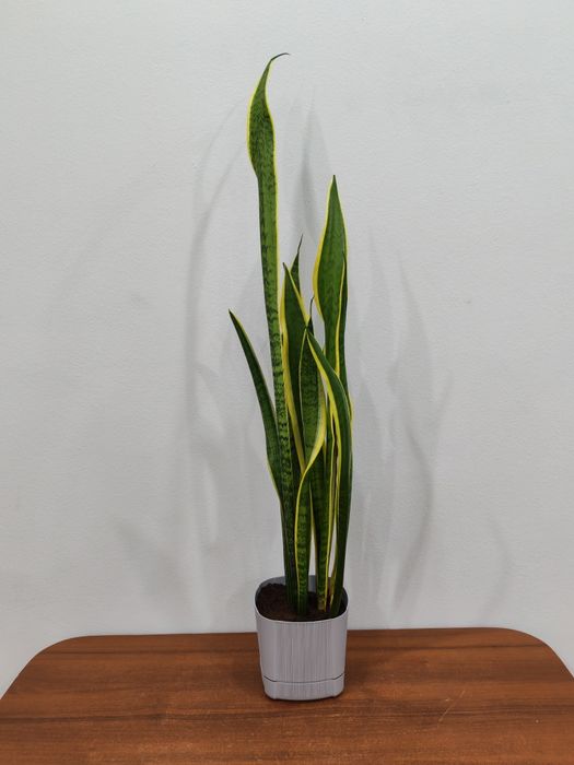 Сансевиерия комнатный цветок
