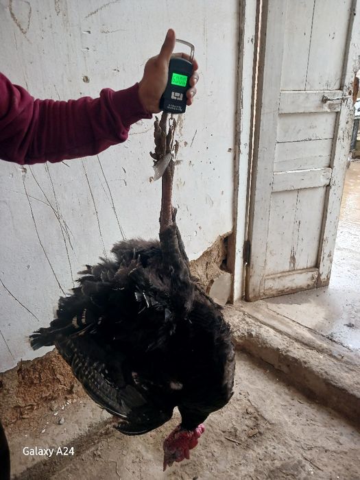 Еркак курка сотилади