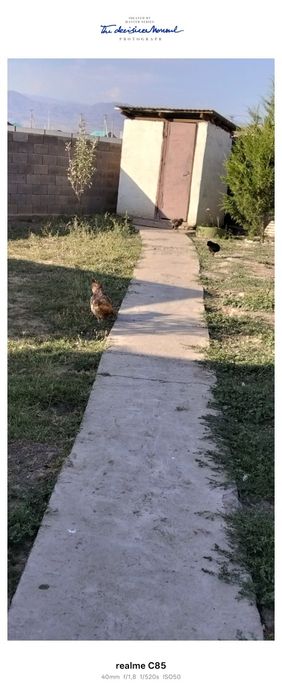Домашние животные
