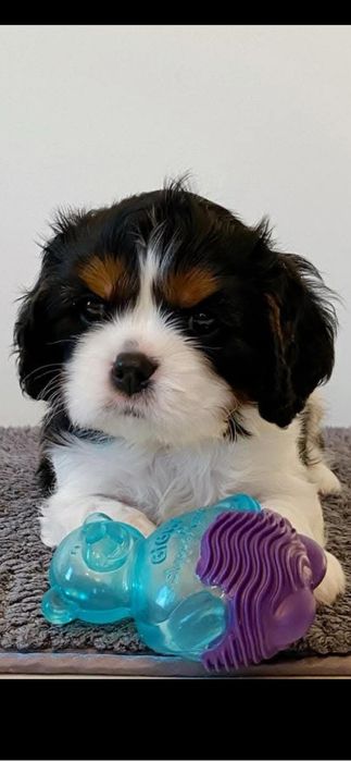 Baiat cavalier cu pedigree