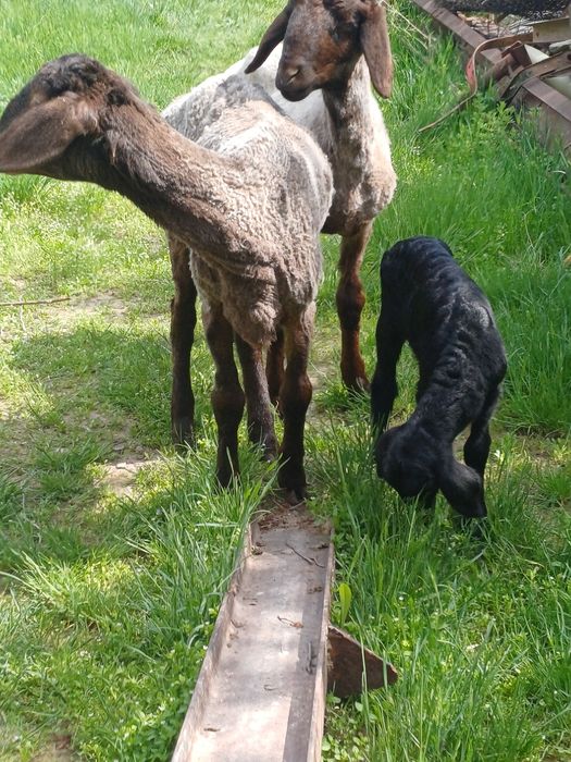 Қозылы қой ана бала