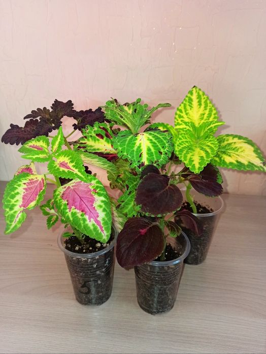 Колеусы для сада и дома