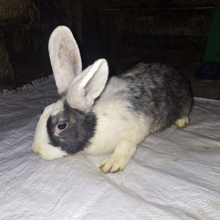 Кролики Баран(мать баран отец карлик)