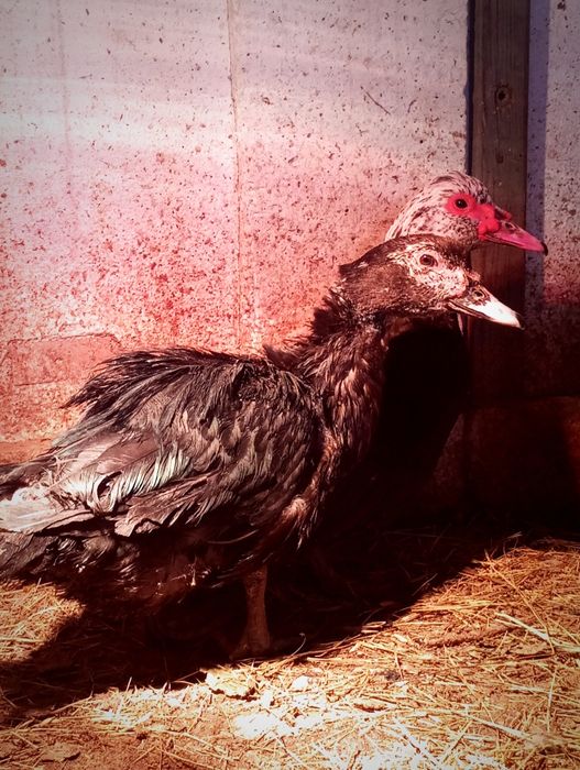 Продам индоуток и селезня.