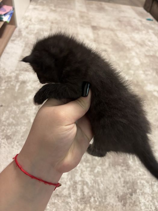 Отдам котят в хорошие руки