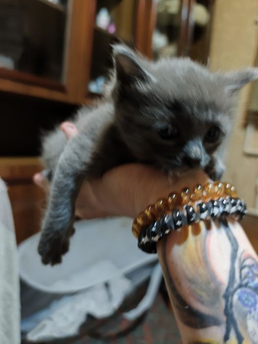 Отдаю котят в добрые руки