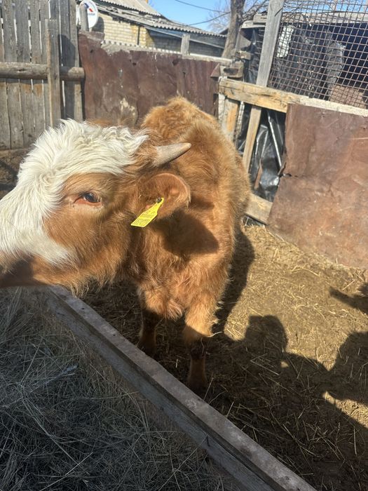 Продам быка год и два месяца