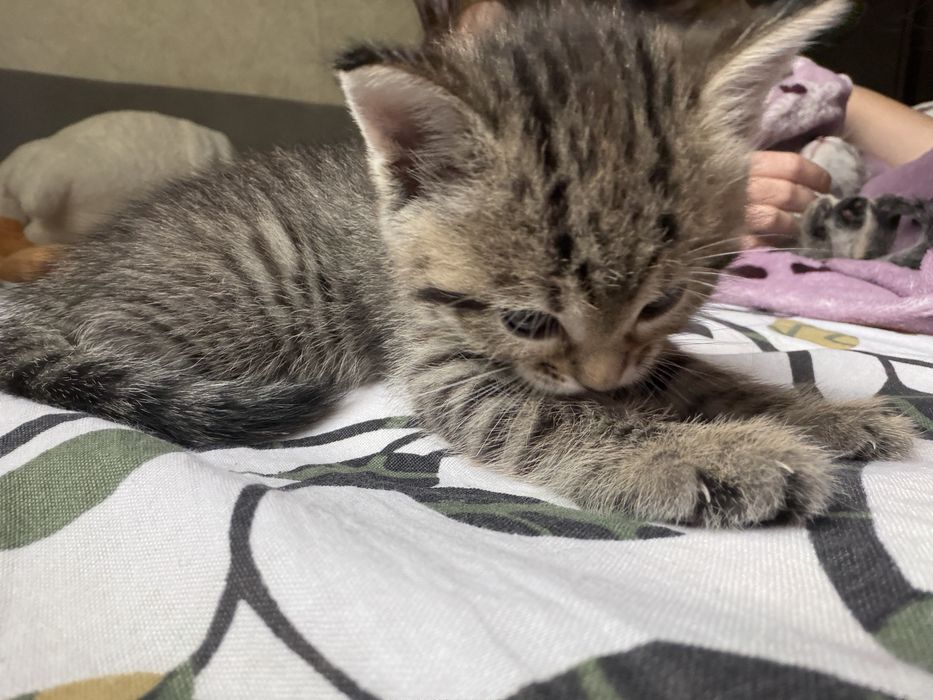 Отдам котяток в добрые руки
