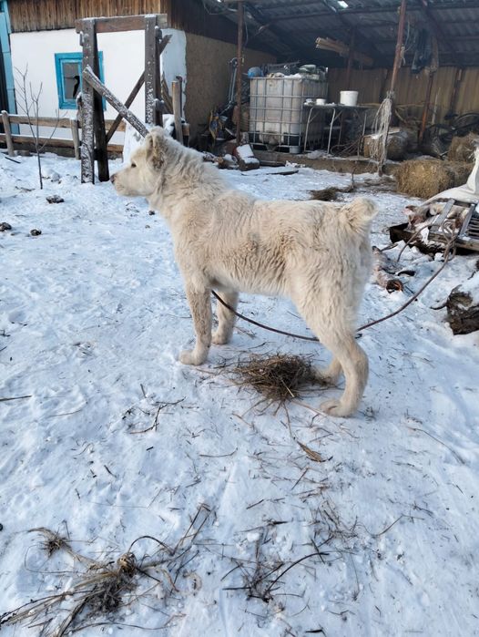 Байцовый Алабай.