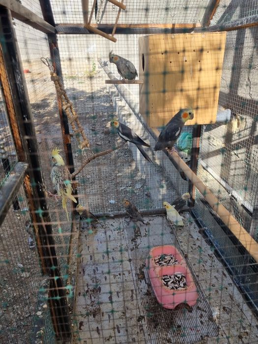 Qushlar sotiladi 1 para qolganlari bollari sog'lom qushlar srochna 975