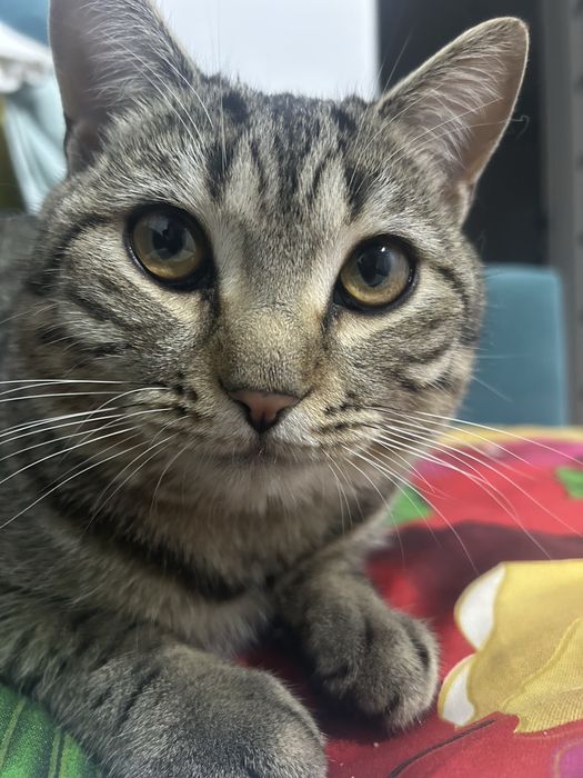 Отдам кота в добрые руки БЕСПЛАТНО