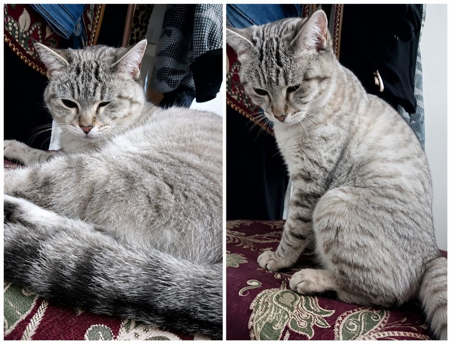 Пропала кошка Мурка