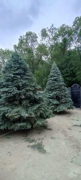 Топиарных дел мастер