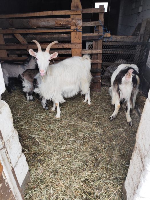 Cinci capre de vanzare