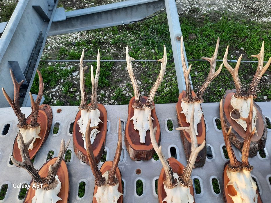 Еленски рога Трофей