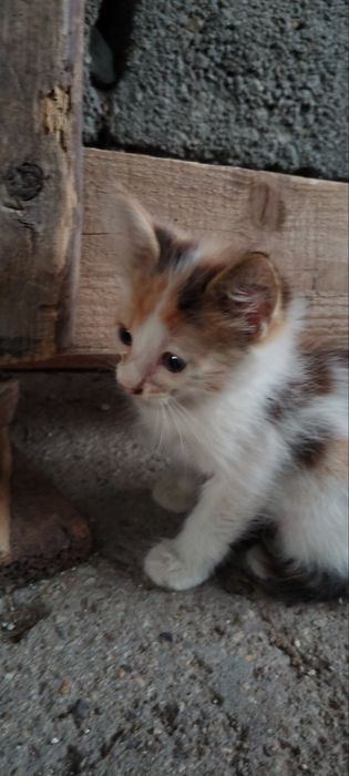 Подаряват се котенца
