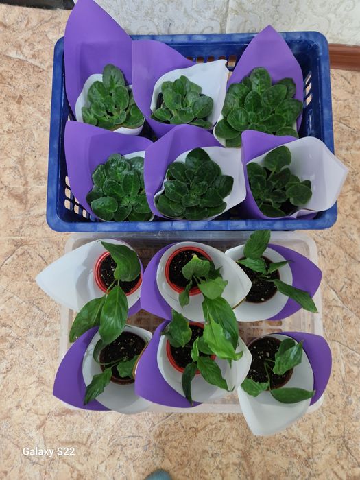 Продам цветы на калта