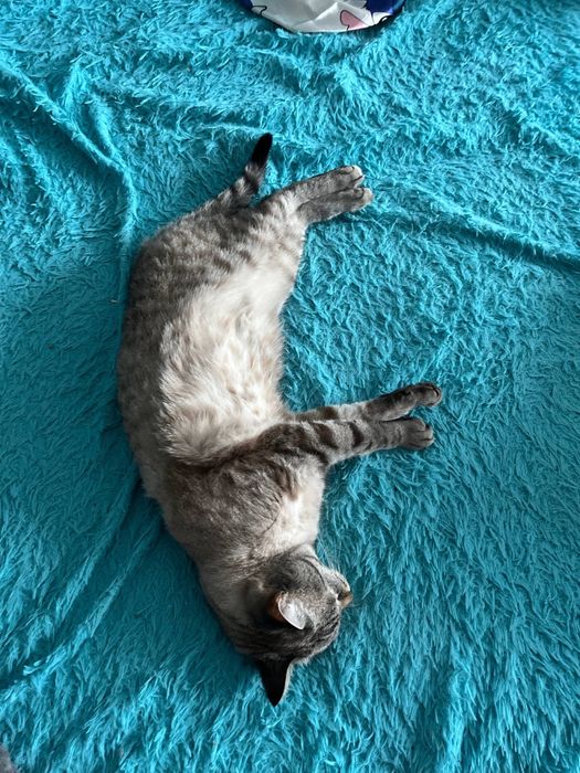 Кот Борис мальчик