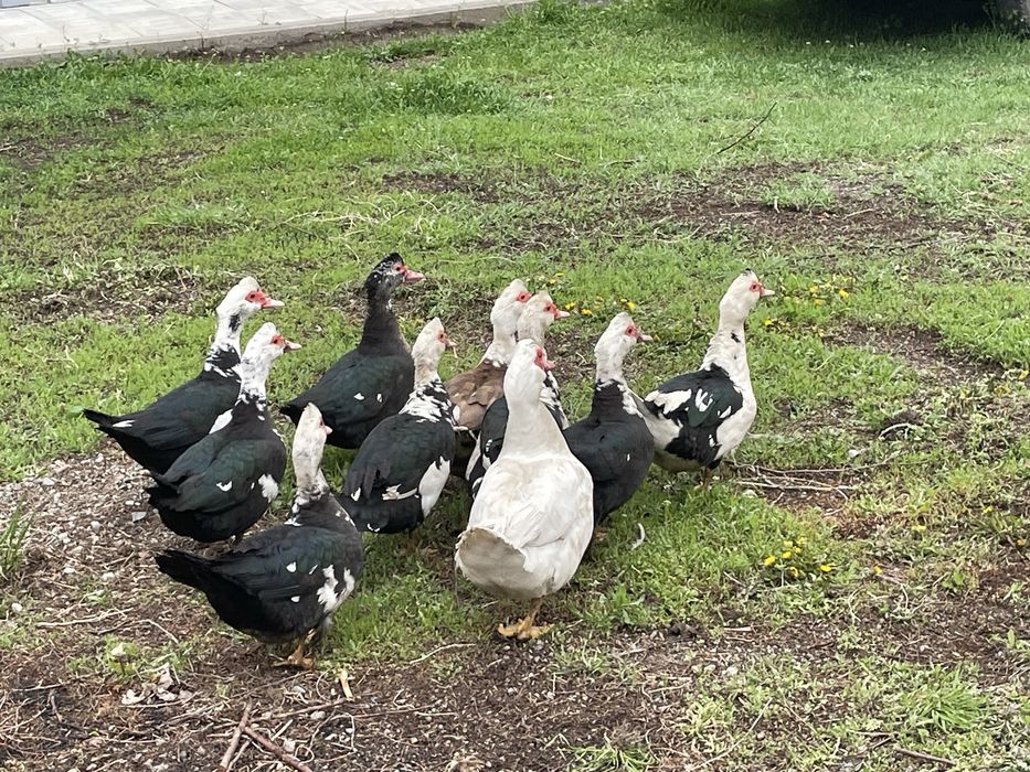 Продам домашних уток