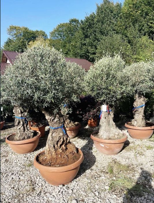 Maslin secular si bonsai de vazare