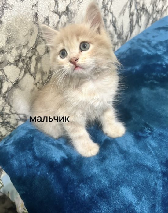 Очаровательные котята ждут хозяина