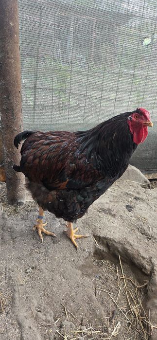 Cocos wyandotte