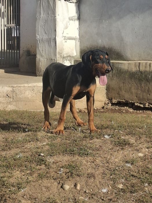 Copoi ardelenesc de vanatoare