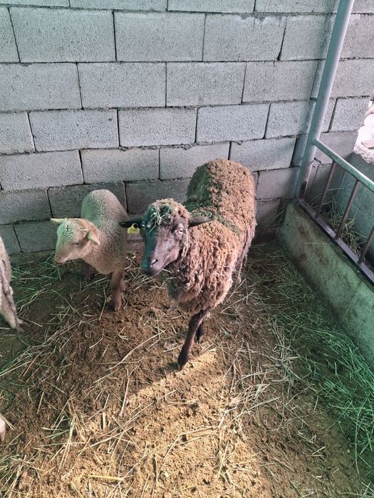 Продам матку  с ягненком  срочно