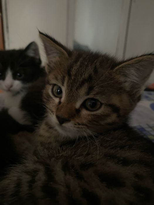 Котяты отдам даром