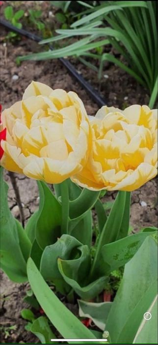 Bulbi de lalele 100 buc 60 lei