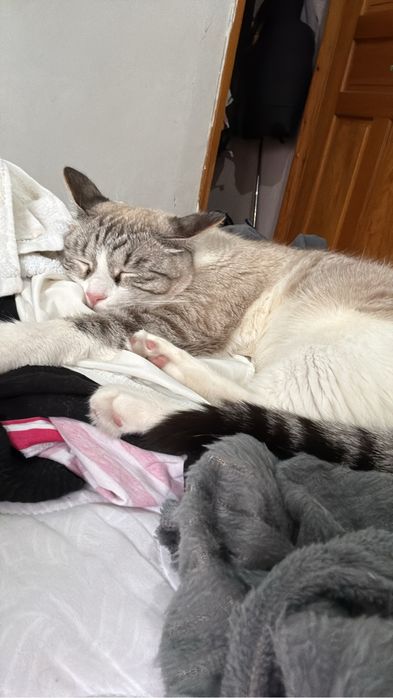 Отдаем в хорошие руки кота