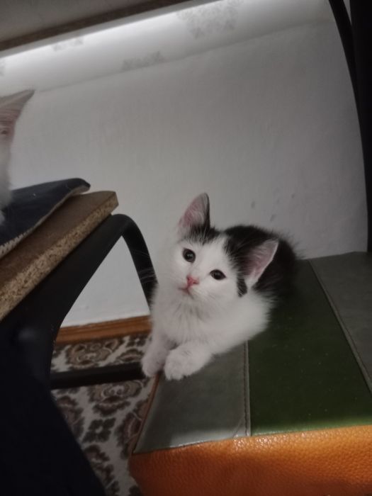 Отдам котят в добрые руки.