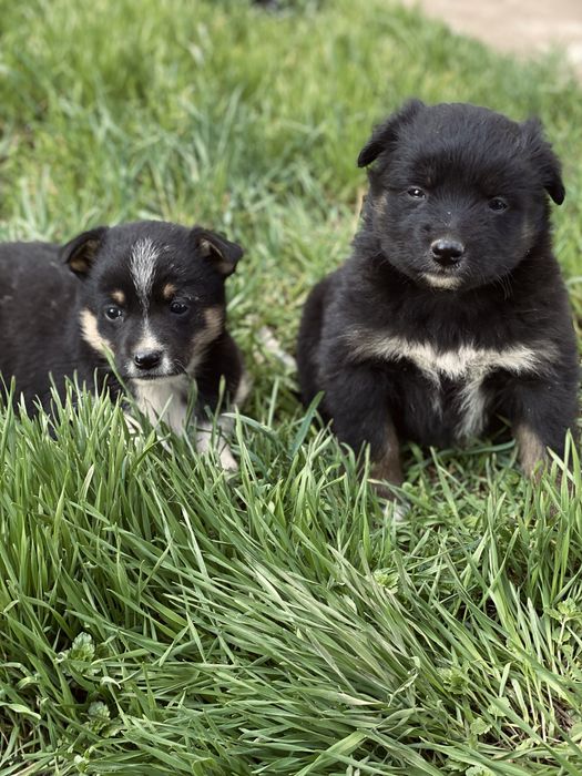 Щенки в добрые руки