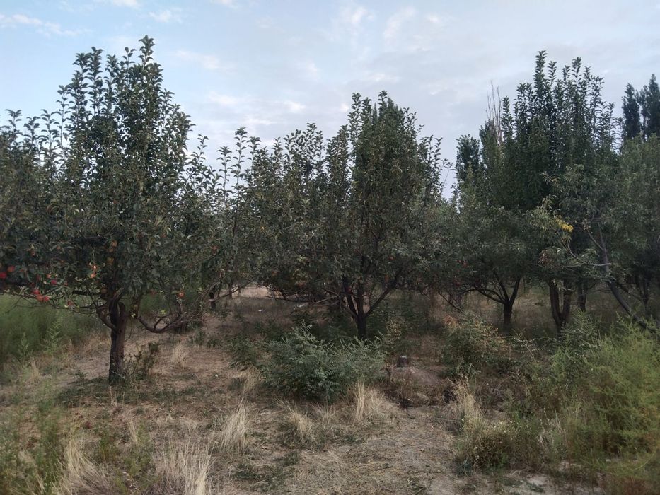 Продам участок в село БИРЛИК