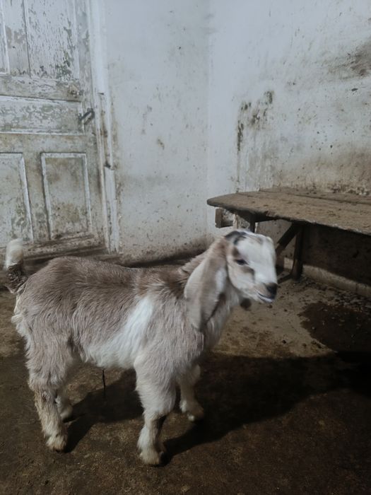 Козлик камори битал продаеться