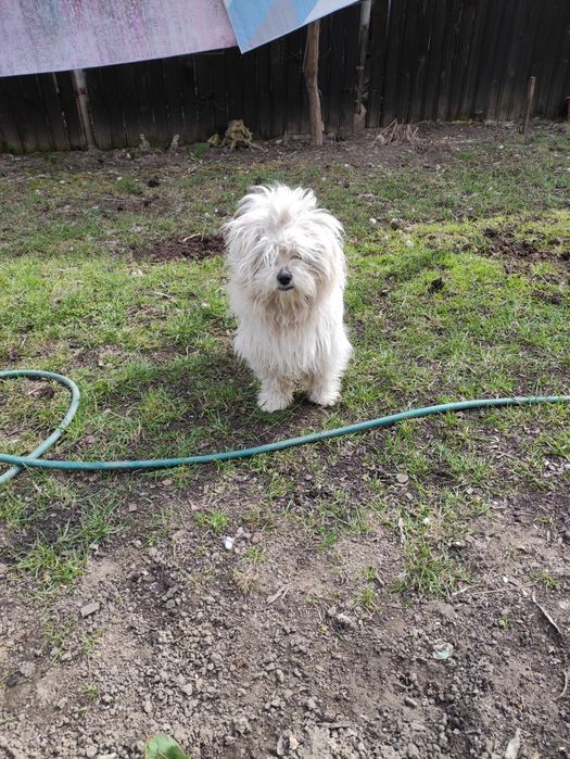 Donez cățel bichon