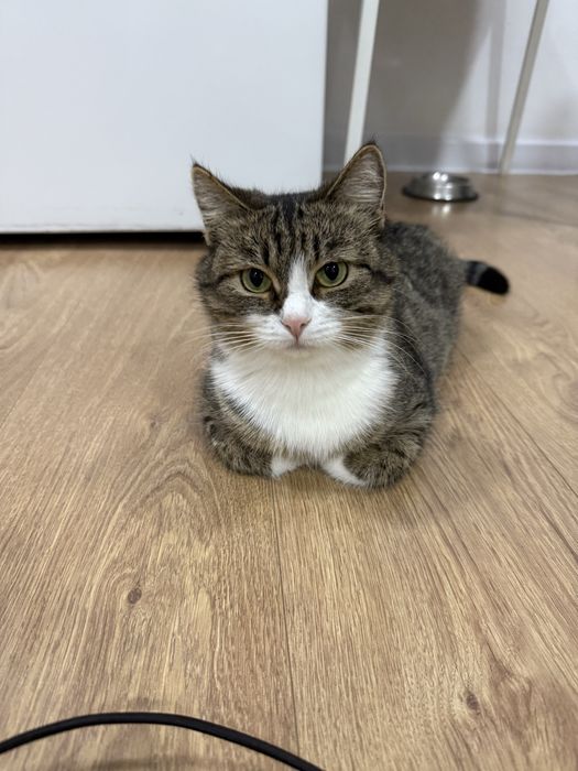 Отдам в добрые руки кошечку