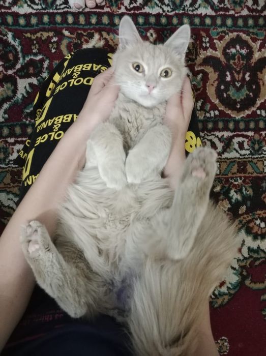 Котенок в хорошие руки