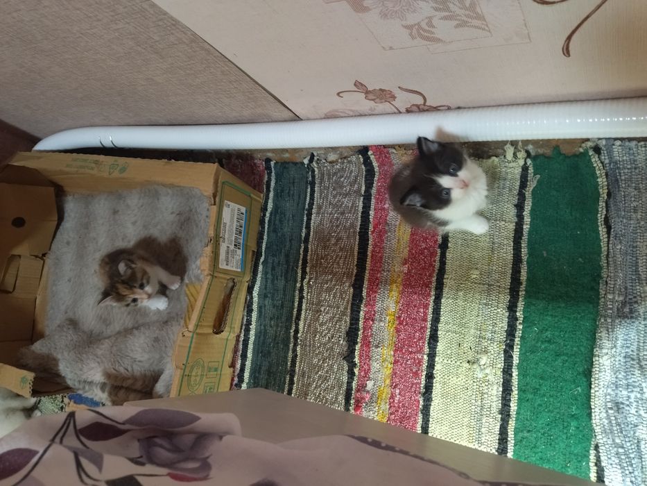 Отдам котят в добрые руки