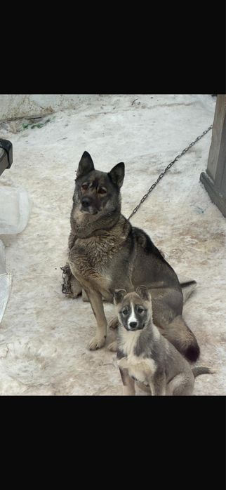 Отдам щенят в добрый руки