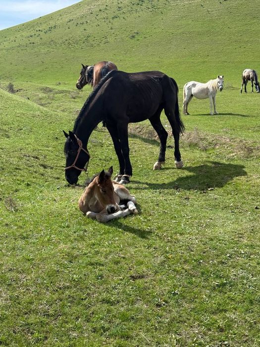 Жаңа туған бие 2 күндік құлынымен