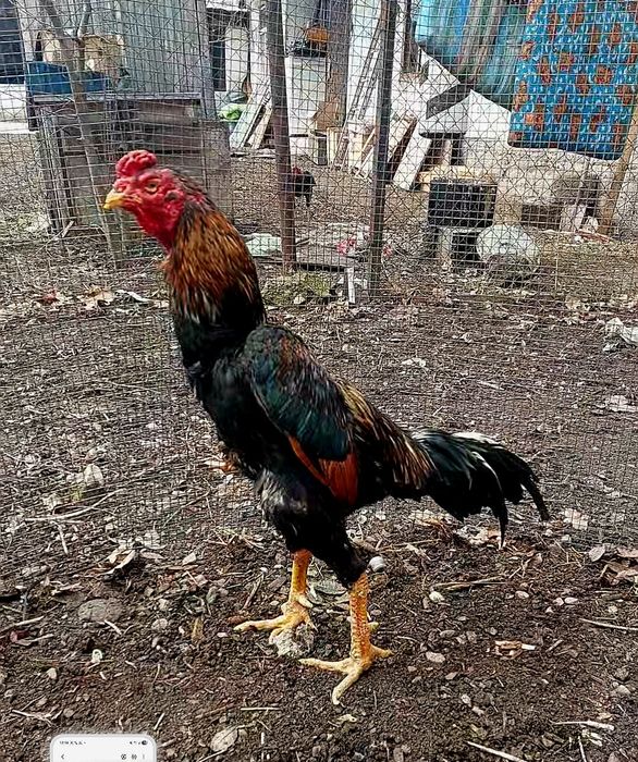 Дакан.  Бойцовский петух
