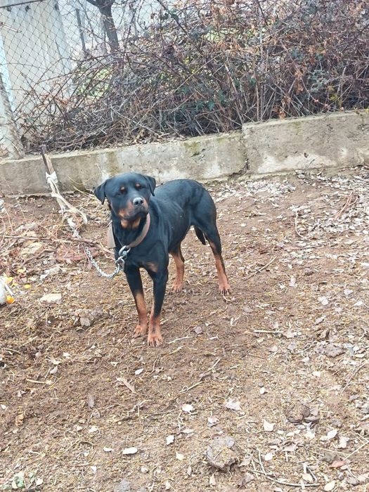 Крупная сторожевая собака (тип ротвейлера) | Торг есть