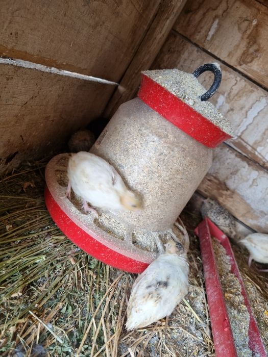 Se vând prepelite tinere și crescute natural