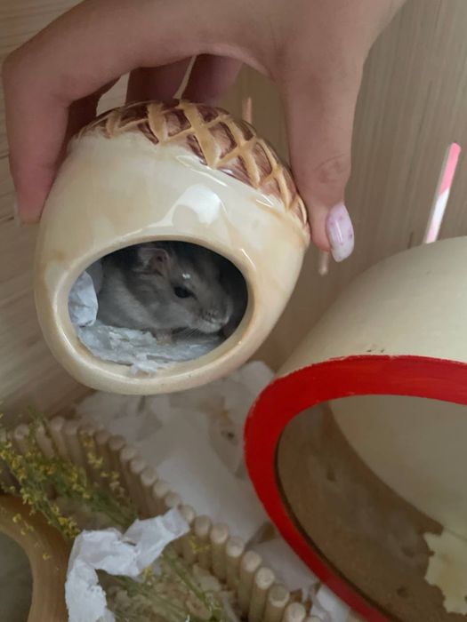 Хомяк джунгарик