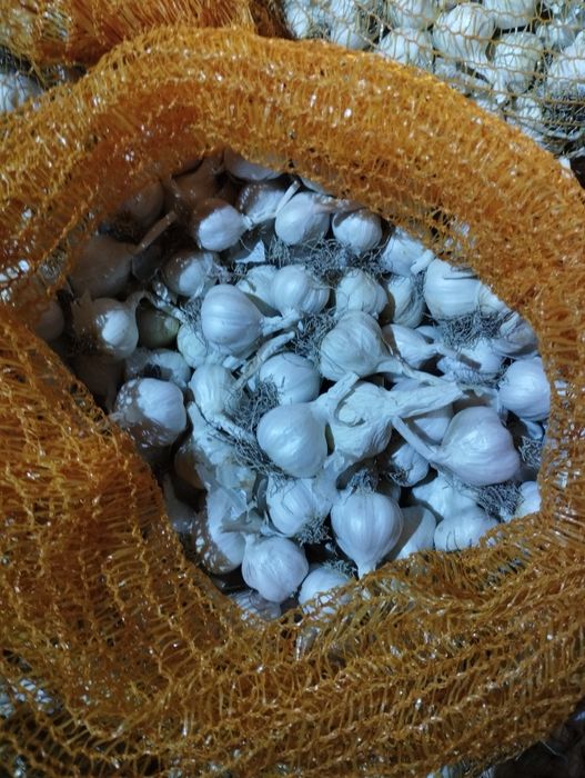 Usturoi românesc de primăvară