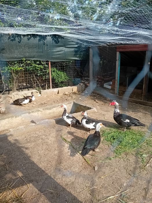 Schimb rațe leșești cu găini