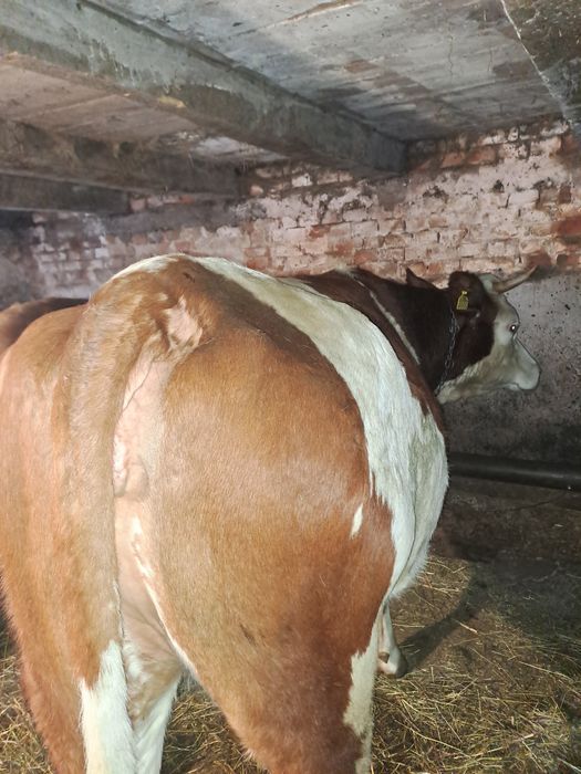 Vând junincă bălțată românească