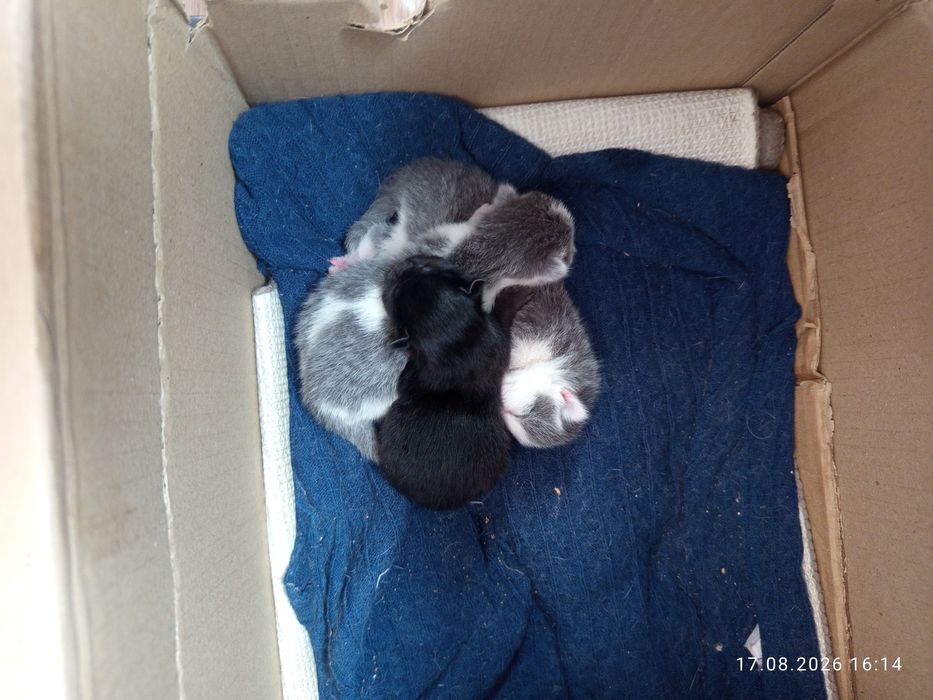Кошка с котятами